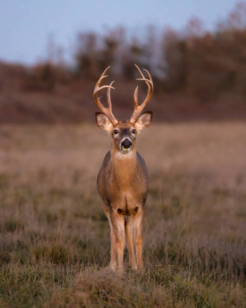 istock A buck (white tail deer) standing in a field under soft sunset light 1460272168