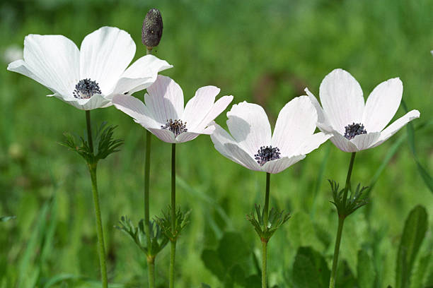 istock White anemones in green grass 146027313