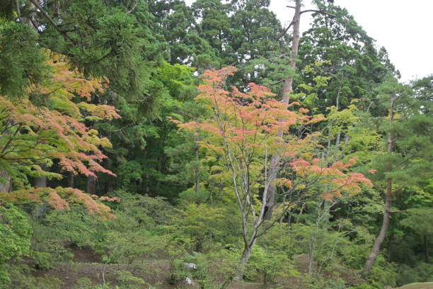 istock Autumn leaves in Japan 1460273556
