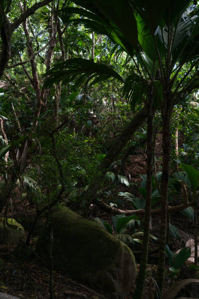 istock Rocks in the dense jungle of the Seychelles. 1460273620