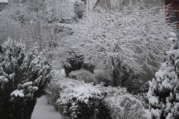 istock ice and snow covered bushes 1460273907