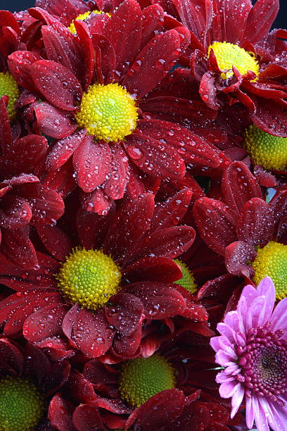 flowers stock photo