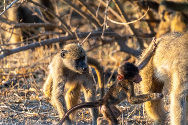 istock Baboon family in Chobe 1460275885