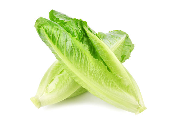 istock Fresh green cos lettuce isolated on white 1460279867