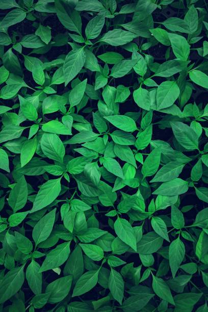 istock Rhinacanthus Nasutus 1460280102