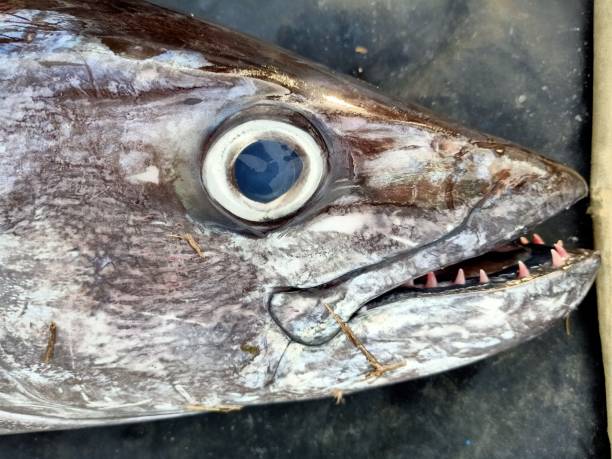 zbliżenie tuńczyka dogtooth na targu rybnym - dog tooth tuna zdjęcia i obrazy z banku zdjęć