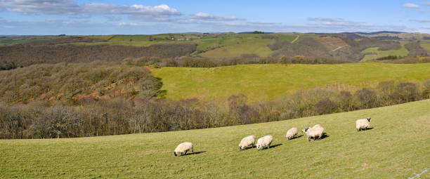 istock Flock of sheep grazing on a hill farm 1460280391