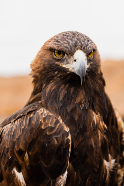 golden eagle - aguila real fotografías e imágenes de stock