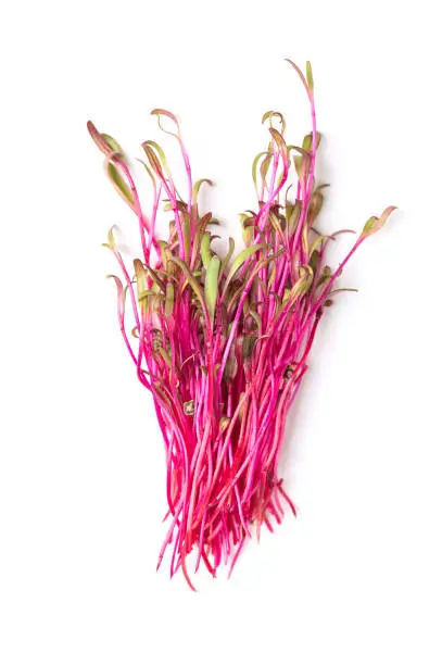 Bunch of fresh red beet microgreens, from above. Ready to eat, raw and intense red colored seedlings of beetroot, also known as table or garden beet. Cotyledons of Beta vulgaris, a vegetable and herb.