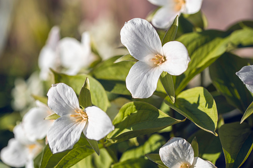 Blossoming great white trillium flowers