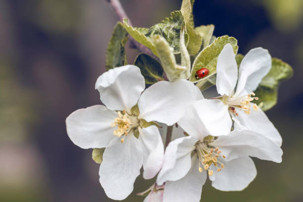 Blooming apple tree branch and little lady bug on the leaf