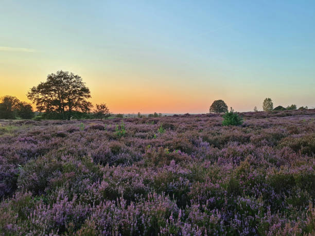 Sunrise in the National Park De Hoge Veluwe in the Netherlands with blossoming heather stock photo