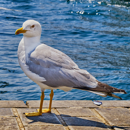 Ring-billed Seagull standing on Sandy Beach