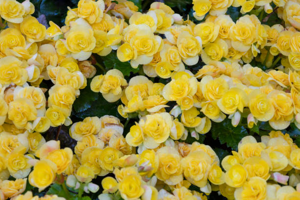 istock Grape leaf yellow begonia flowers, Botanical name Grapeleaf Begonia reniformis 1460290708