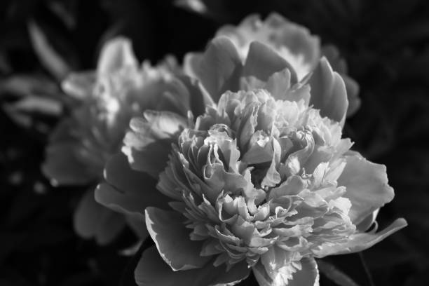 istock Monochromatic Peonies in bloom close-up 1460290736
