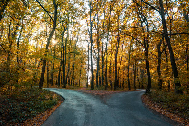 road goes two ways directions in a beautiful autumn forest symbol of making a decision road goes two ways directions in a beautiful autumn forest symbol of making a decision . crossroad stock pictures, royalty-free photos & images