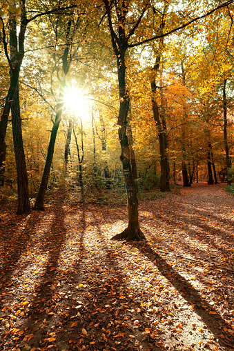 seasonal colorful beautiful autumn forest with sunshine .