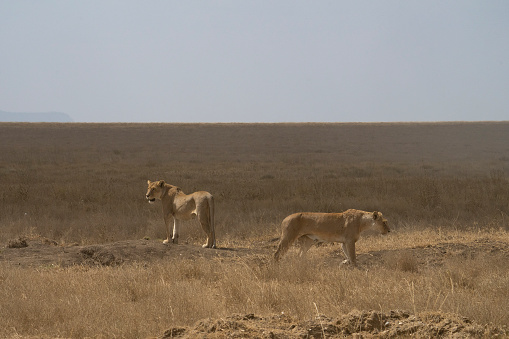 Two lionesses in the dry plains of the african savanna in Tanzania.
