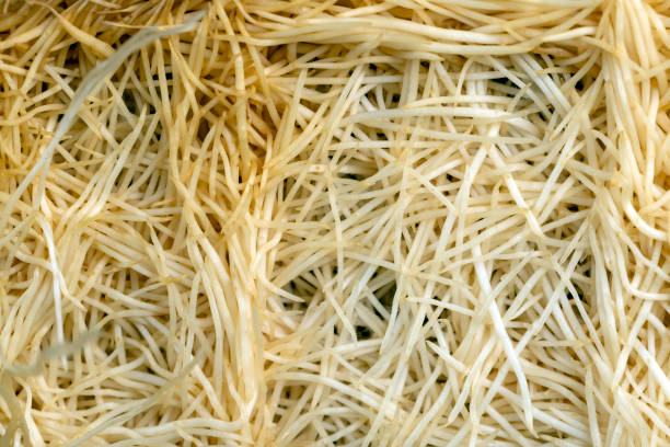 istock A large number of pea roots are light yellow 1460297749