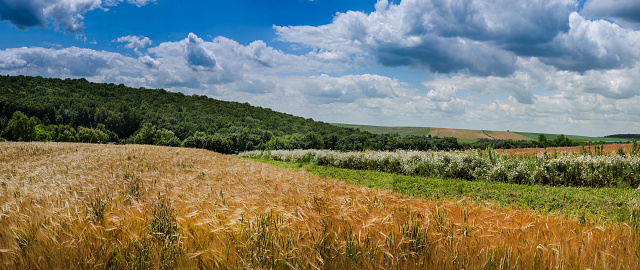 summer landscape, daisies, wheat field. Summer day on a field of grass, clouds on a blue sky.