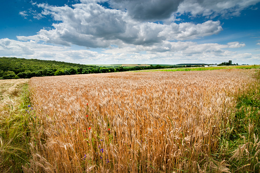 wheat ears poppy wild flowers, countryside on the horizon