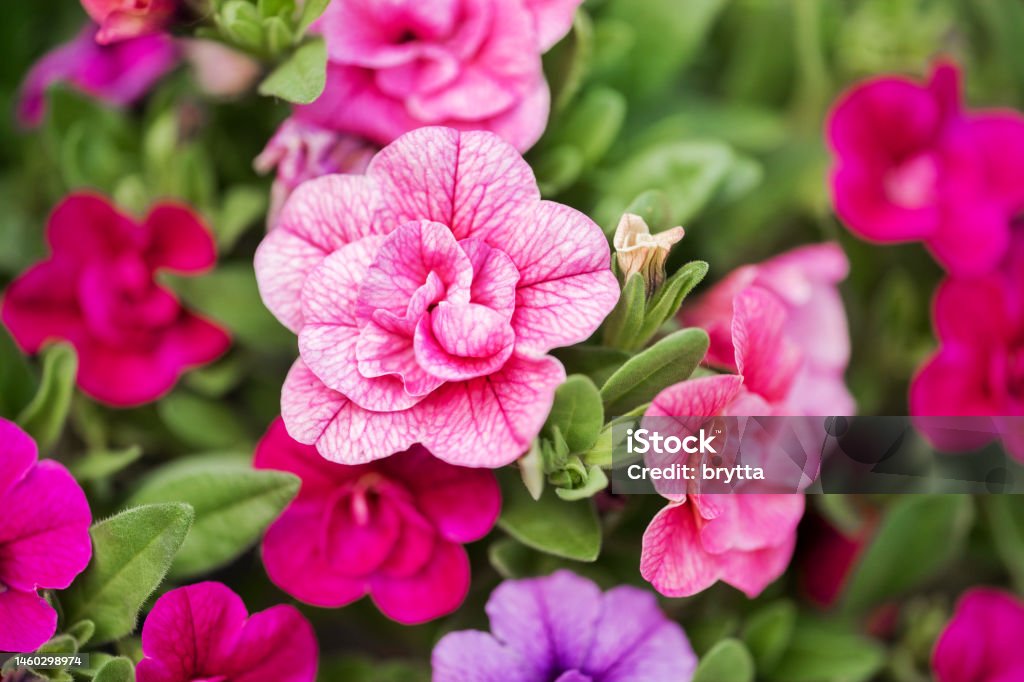 Pink petunia flowers Close-up of beautiful petunia flowers in bloom. Beauty Stock Photo