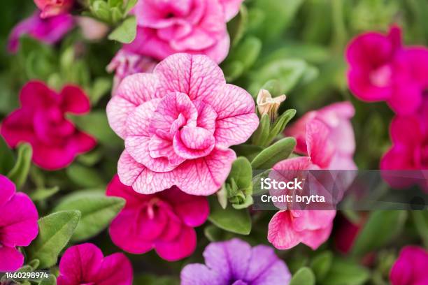 Pink Petunia Flowers Stock Photo - Download Image Now - Beauty, Beauty In Nature, Belgium