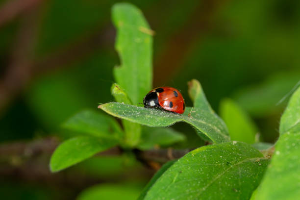 istock Ladybug sits on a green leaf on a summer day macro photo 1460299074