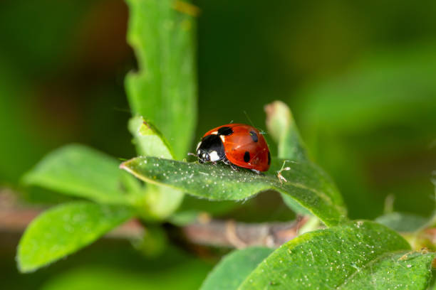 istock Ladybug sits on a green leaf on a summer day macro photo 1460299107