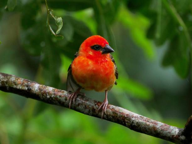 istock Red Fody bird perching in natural environment 1460299589