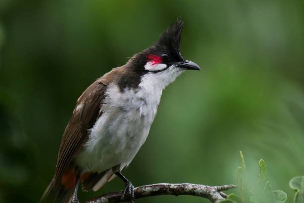 istock Red Whiskered Bulbul bird perching in natural environment 1460299705