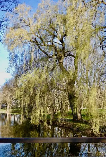 Photo of WEEPING WILLOW TREE REFLECTION - IN SPRING ALONG THE RIVERBANK
