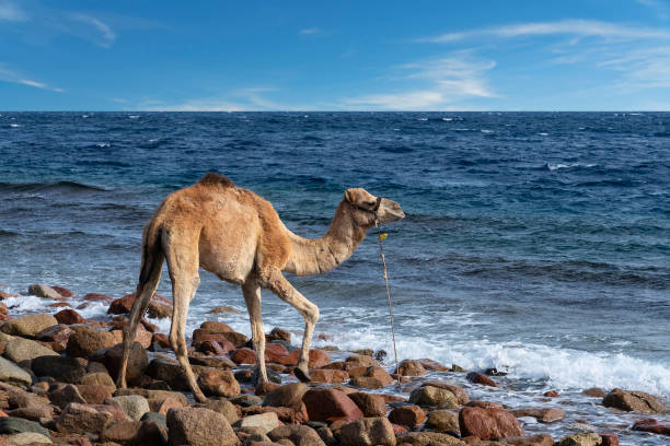 istock Camel near Red sea in Abu Galum, Egypt 1460302263