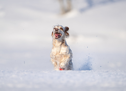 Setter running in powder snow in the Norwegian mountain area called Synnfjell