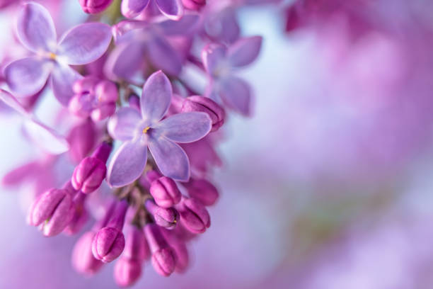 istock Lilac blossom close-up 1460303099
