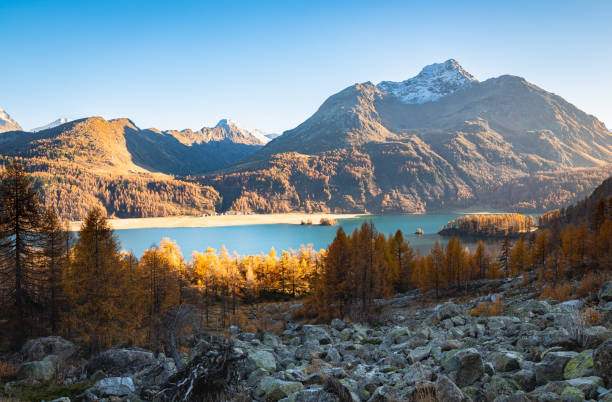 스위스 엥가딘 계곡의 실스 호수 주변에 황금빛 낙엽송 나무가 있는 아름다운 고산 풍경 - engadin valley engadine european alps mountain 뉴스 사진 이미지