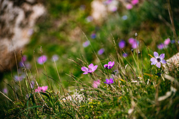 Anemone Flowers Blooming in the Fields in Spring