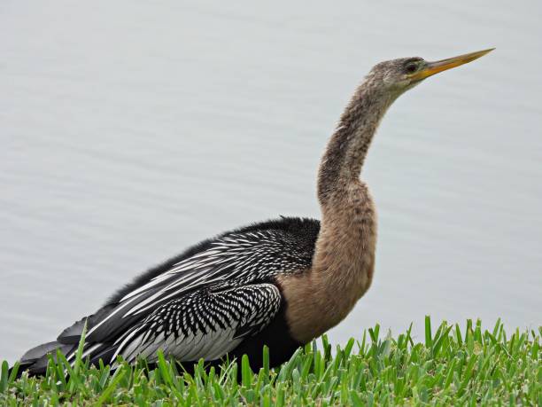istock Anhinga (Anhinga anhinga) - resting in the grass near a lake 1460304670