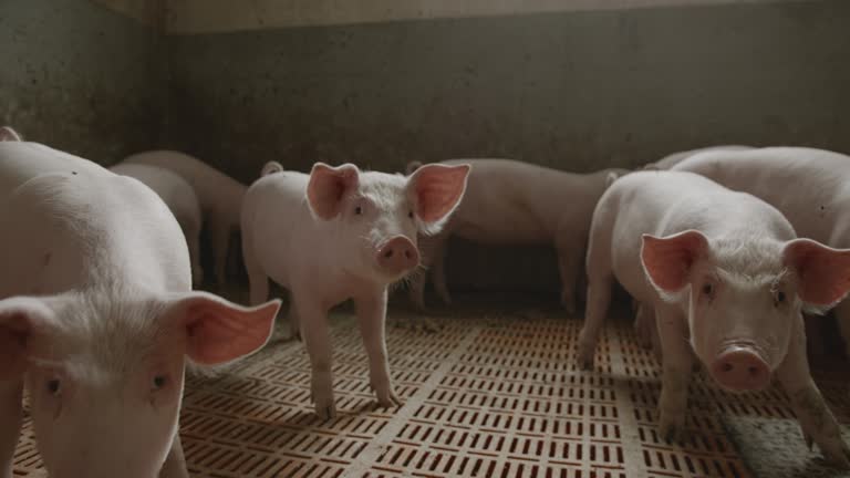 Handheld, slow motion of a large group of small piglets in a modern pigpen