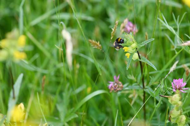 hummel, die sich von wildblumen ernährt - lustige biene stock-fotos und bilder