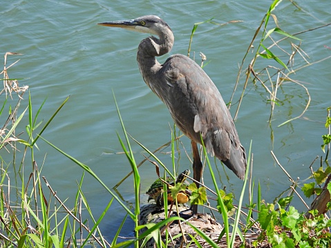 Great Blue Heron and a Florida Red-Bellied Cooter - profile