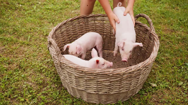 Handheld, slow motion of a unrecognizable person putting small piglets into a wooden basket
