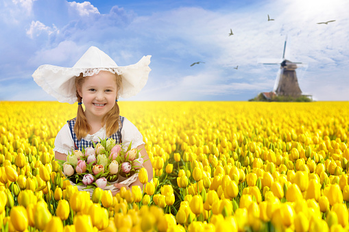 Child in tulip flower field with windmill in Holland. Little Dutch girl in traditional national costume, dress and hat, with flower basket. Kid in tulips fields in the Netherlands at wind mill.