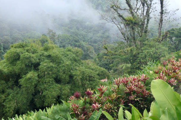 istock In the Costa Rica cloud forest 1460307859