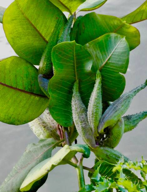 aminha-serralha (asclepias syriaca) - planta
para os catapilares monarca

asclépia comum, grama de seda, erva de seda comum, erva de andorinha sedosa, seda da virgínia - milkweed seed seedling pollination - fotografias e filmes do acervo