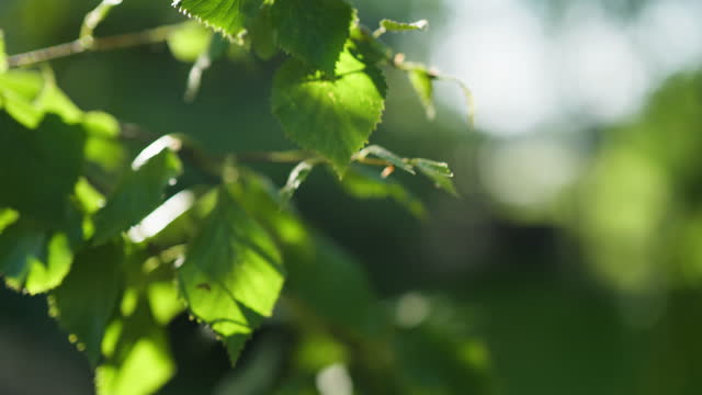 Sunny birch tree leaves in the wind with green foliage. Blurry background, close-up.