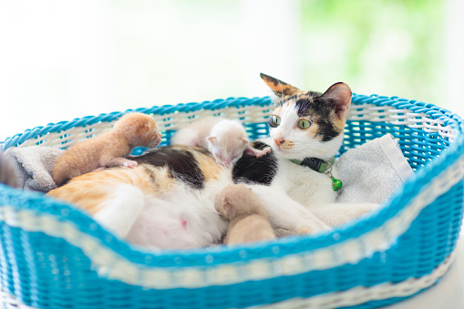 Mother cat nursing kitten. Breastfeeding. Animal care. Calico cat in blue basket with three newborn kittens.
