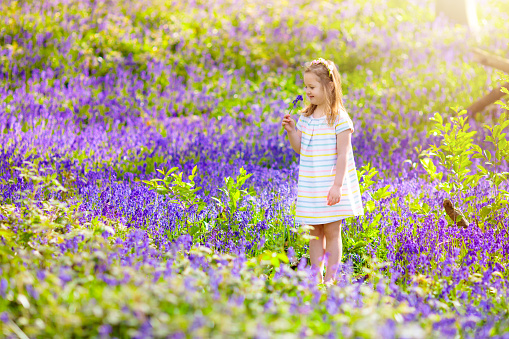 Kid playing in bluebell woods. Child watching protected plants in bluebell flower woodland on sunny spring day. Little girl in blue bell flowers meadow. Family walk in park with bluebells.