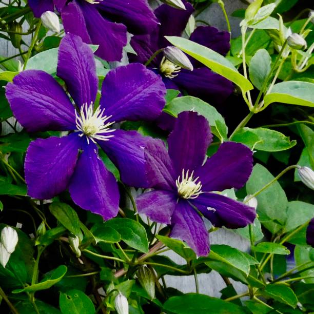 istock VELVET PURPLE CLEMATIS 
