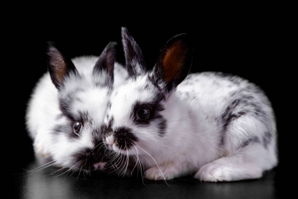 istock A couple of rabbits 1460317140
